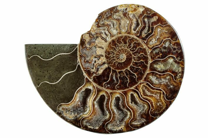 Bargain, Cut & Polished Ammonite Fossil (Half) - Madagascar #282616